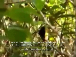 bird watch Peru Cusco