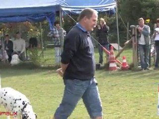 Blitz face aux chiens régulateurs