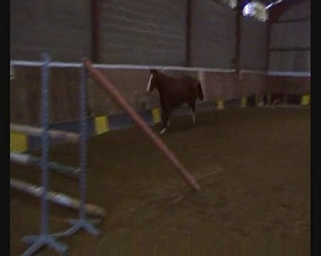 Tahomagh du Champ Gallet - jument cheval de sport irlandais