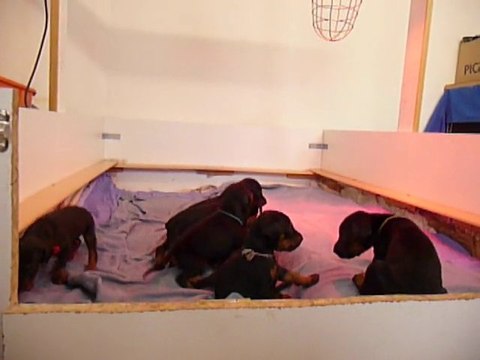 F-Litter Abyss x Zargo (22days)