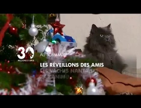 Sommaire émission 30 Millions d'Amis 19/12/2010