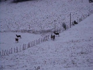 biches et cerf dans la neige