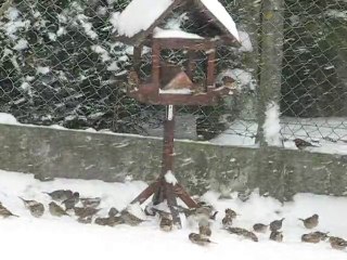 les oiseaux à Yssingeaux