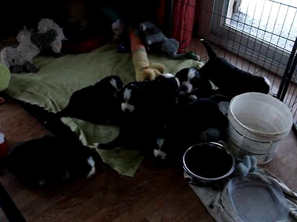 les bb d'eylandt et copyright à 3 semaines et demi