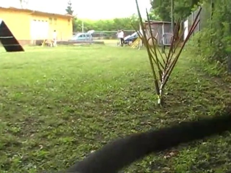 Evora et le slalom V