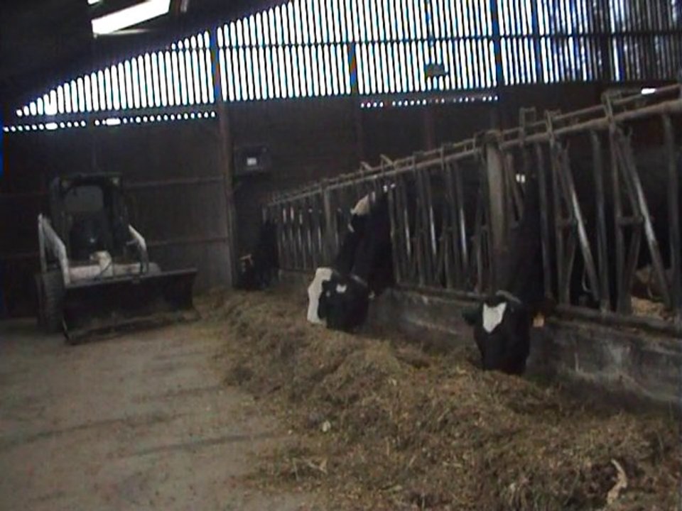 Une belle journée de vache!