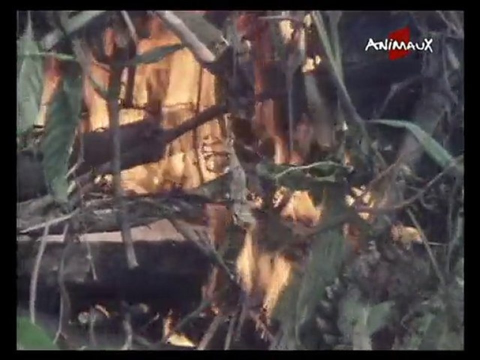 ANIMAUX(101126_1749)