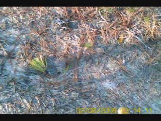 un petit basset griffon vendeen qui rapporte un lapin!!_0001