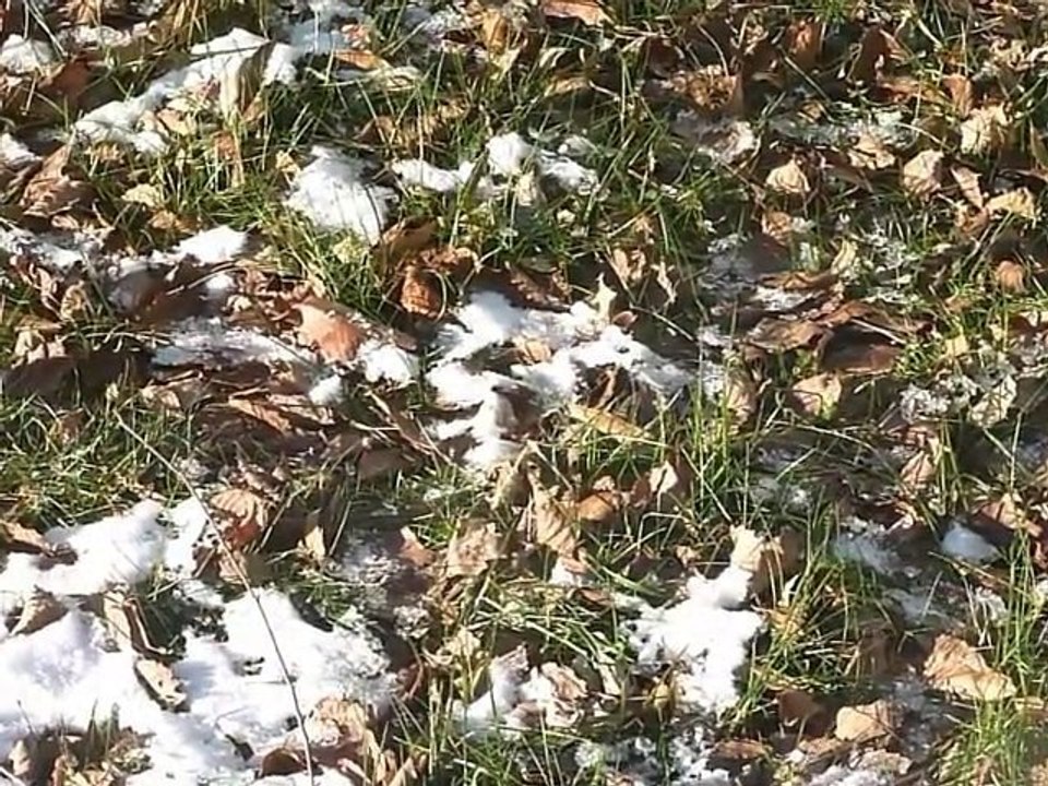 Winter and Dogs