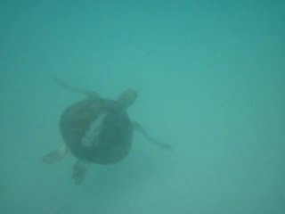 tortue arraial do cabo