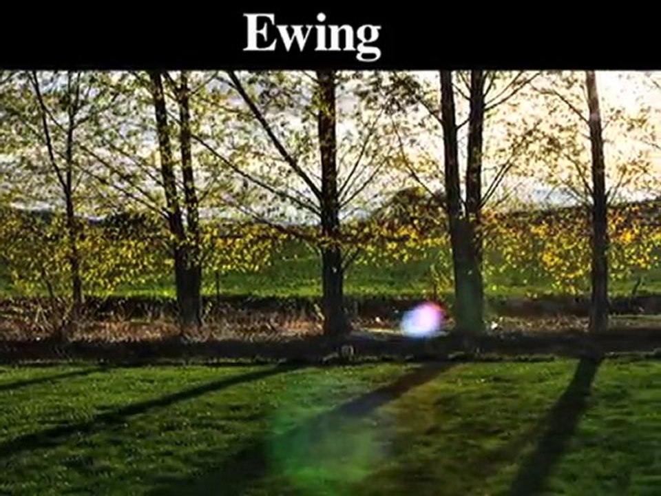 Tree Stump Removal | Stump Grinding | Ewing-Lambertville-Tr