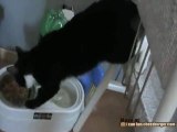 Come mangia il gatto acrobata