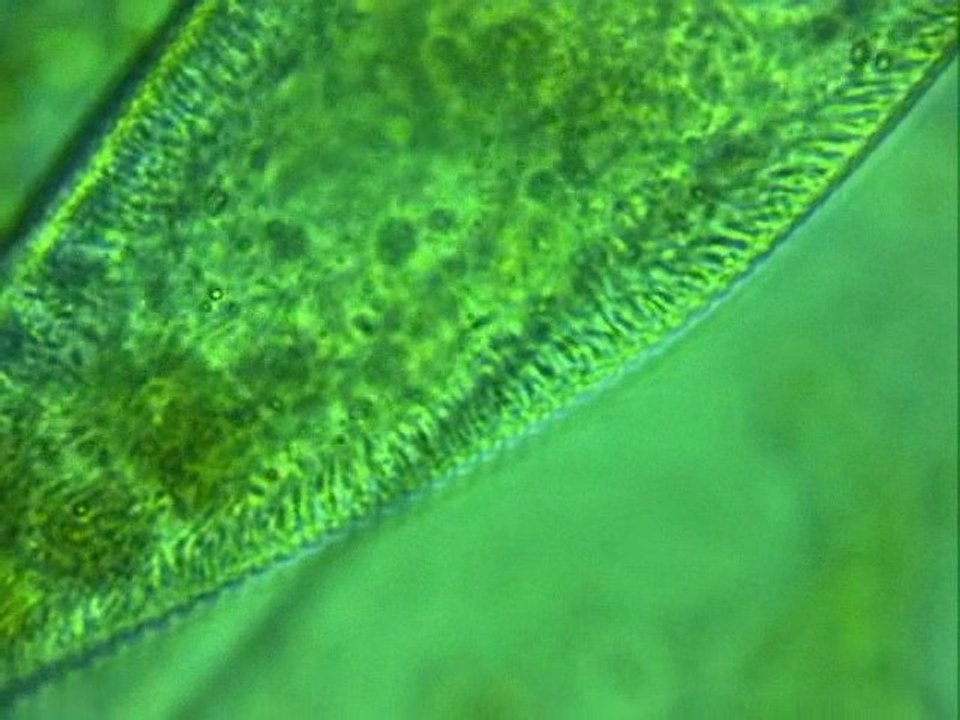 La paramécie, objectif de x40 + réducteur de focale astro