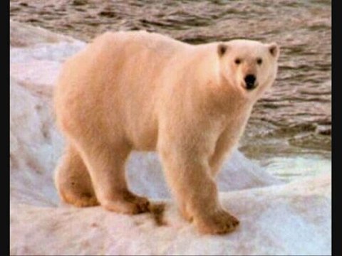 Ours polaires