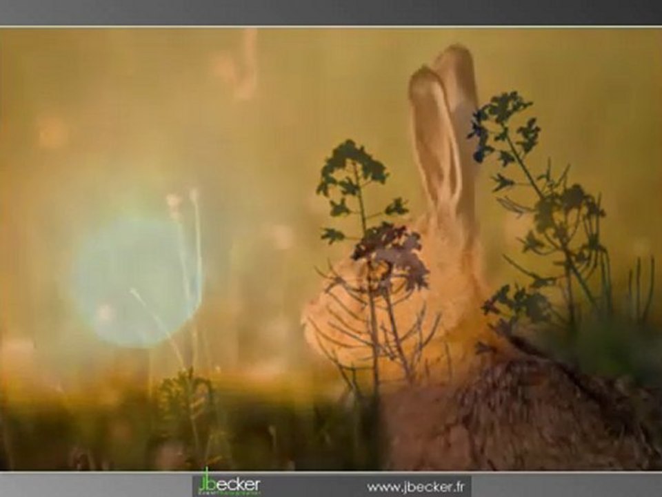 JBecker - Book NATURE