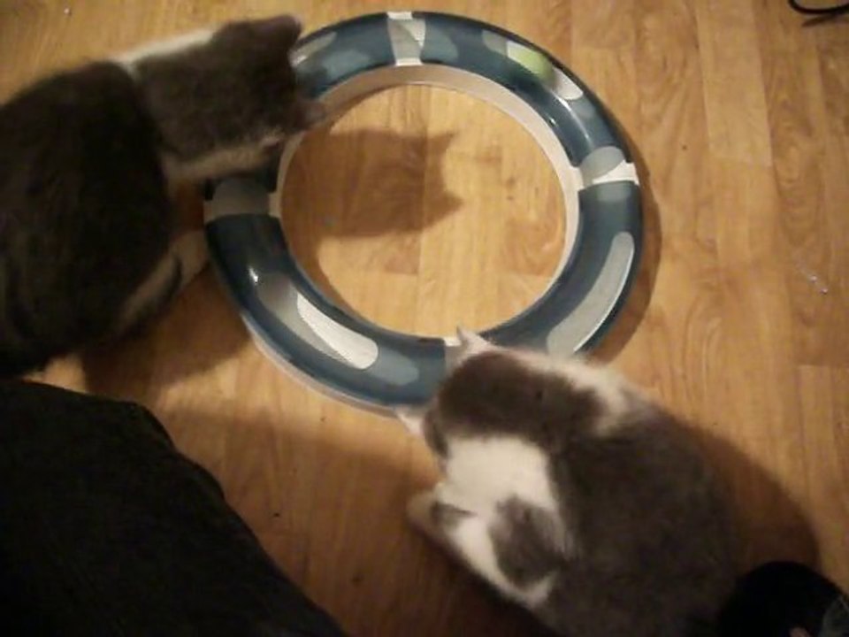 Fragile + Perle et le Circuit de jeu Catit Design Senses