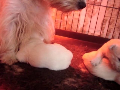 Les chiots westies de la Vallée des Secrets