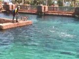Feeding sharks at Atlantis, Paradise Island Bahamas