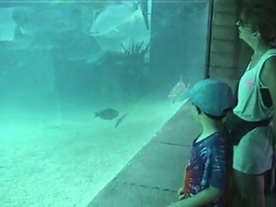 Atlantis Billie Bob fish, Paradise Island Bahamas