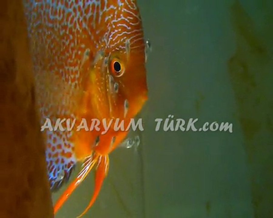 HKN LSS YAVRULARI 2010