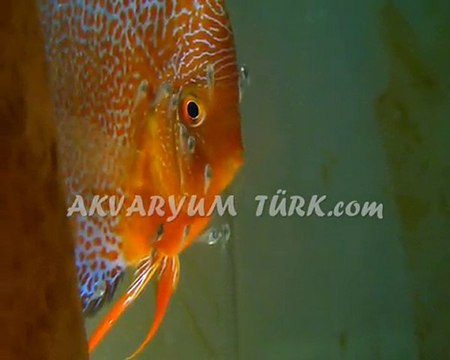 HKN LSS YAVRULARI 2010