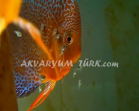 LSS DISCUS YAVRULARI 2010