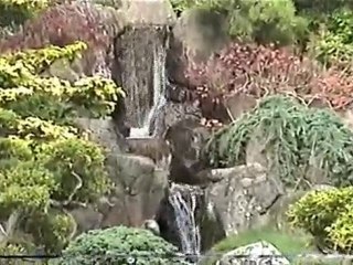 Japanese Gardens, San Francisco