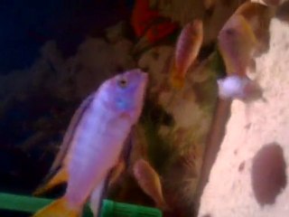 mbuna(white top, mpambabay)