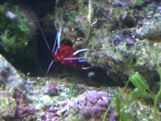 Crevette rouge Lysmata Debelius en train de chasser