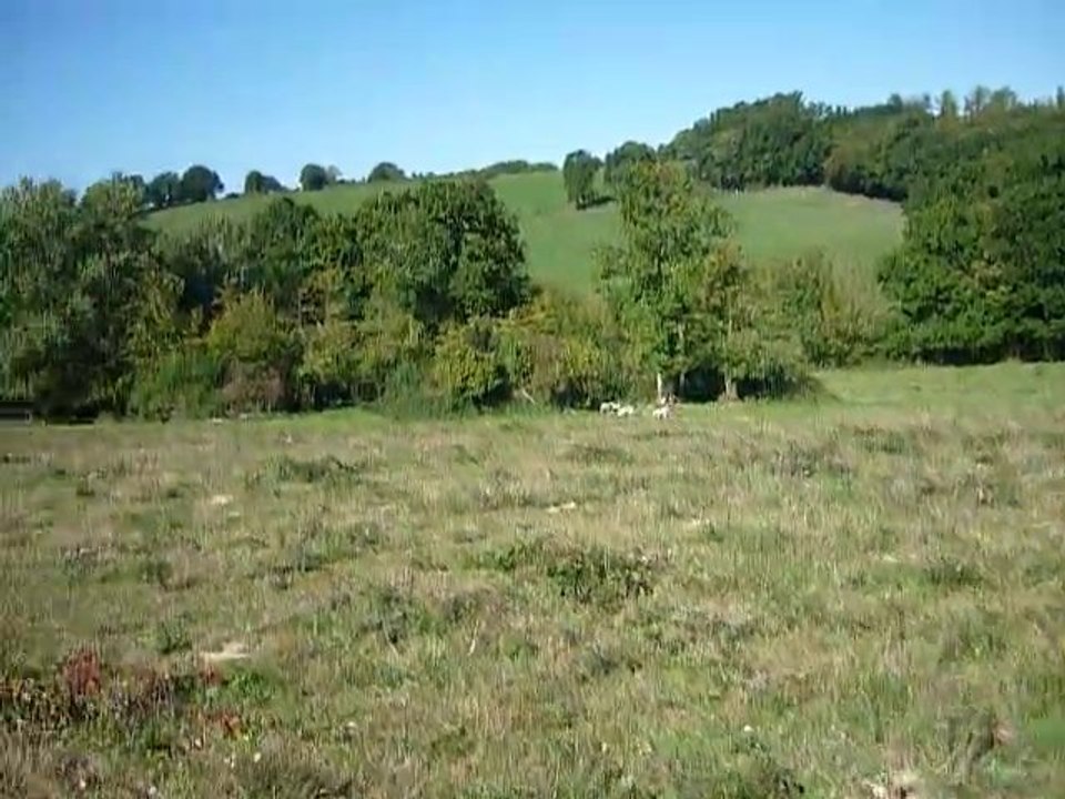 Chasse du lievre au chien courant