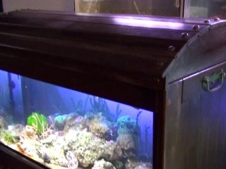 Mon aquarium de 96 L dans son coffre