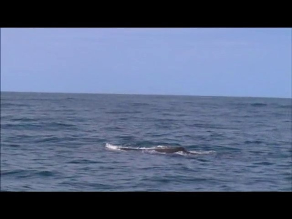 Kaikoura Cachalots.wmv