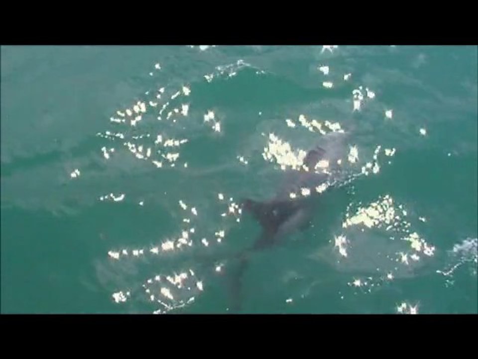 Kaikoura Dauphins Hector