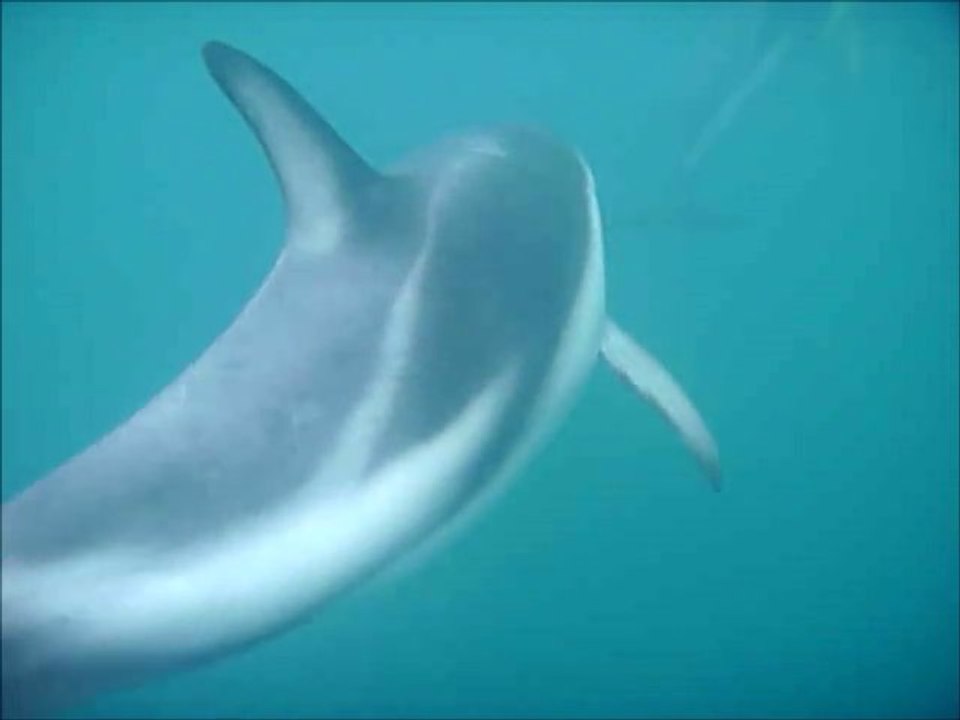Kaikoura Dauphins Dusky
