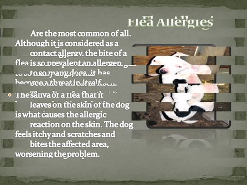 Skin Allergies in Dogs: Types, Causes and Symptoms