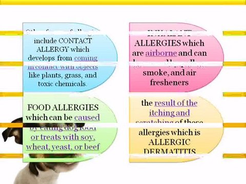 Common Dog Skin Problems and Their Causes