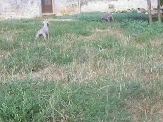 Flip, chiot Braque de Weimar