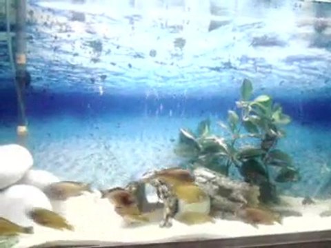 FO iLANGİ YELLOW YUMURTALANA DİŞİ