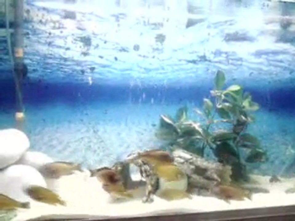 FO iLANGİ YELLOW YUMURTALANA DİŞİ