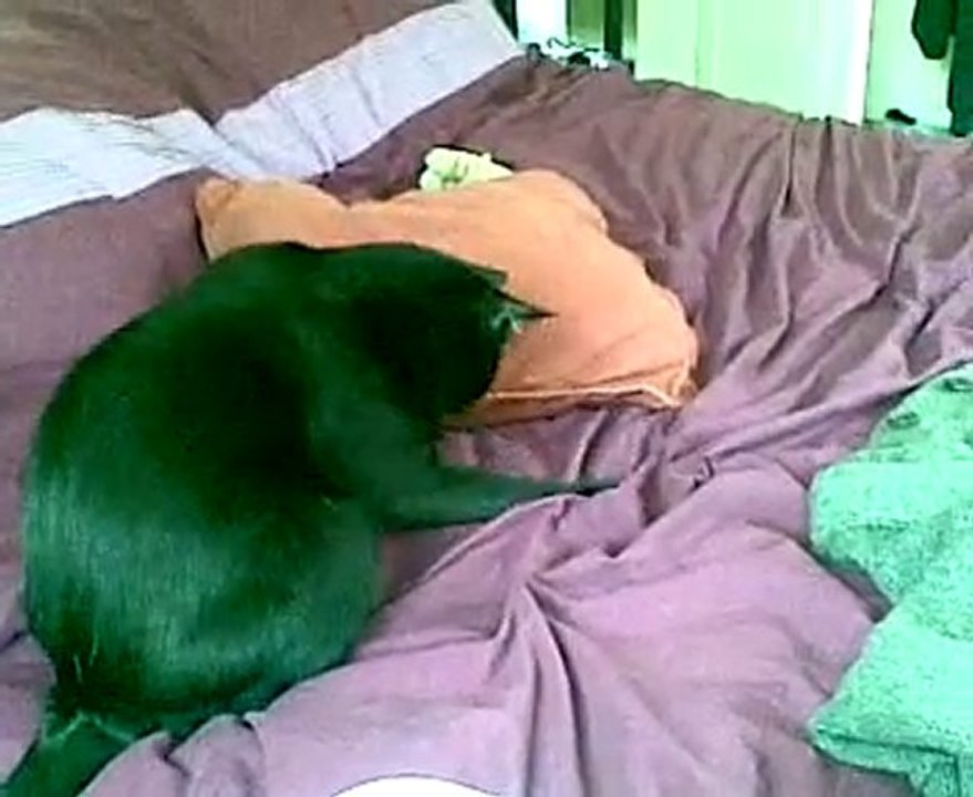 Chat qui joue (Arsène le plus beau)  ;)