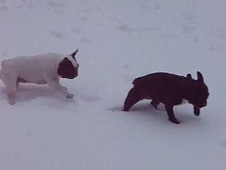 neige rose et bambou