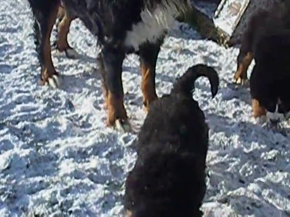 chiots à 58 jours