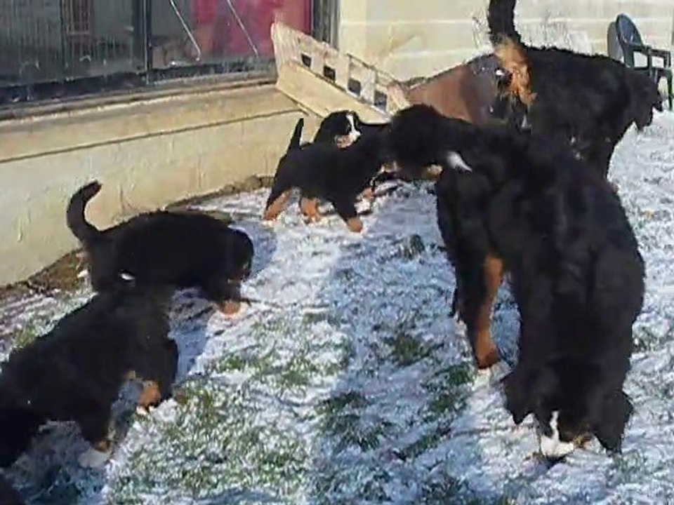 chiots à 58 jours V2