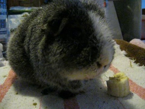 Ptit Grisou pendant ses soins