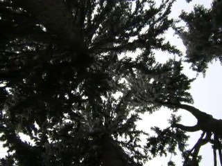 Beautiful Winter Forest Scene 🌲