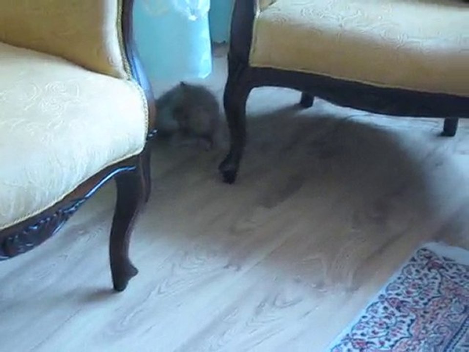 Persian Cat - Kedi Ramiz