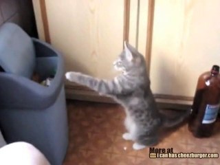 Incontro di boxe tra il micio e il cestino