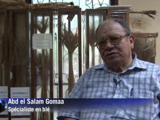 L'Egypte vise l'autosuffisance en blé pour 2017