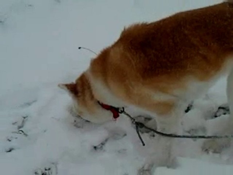 daisuky dans la neige....