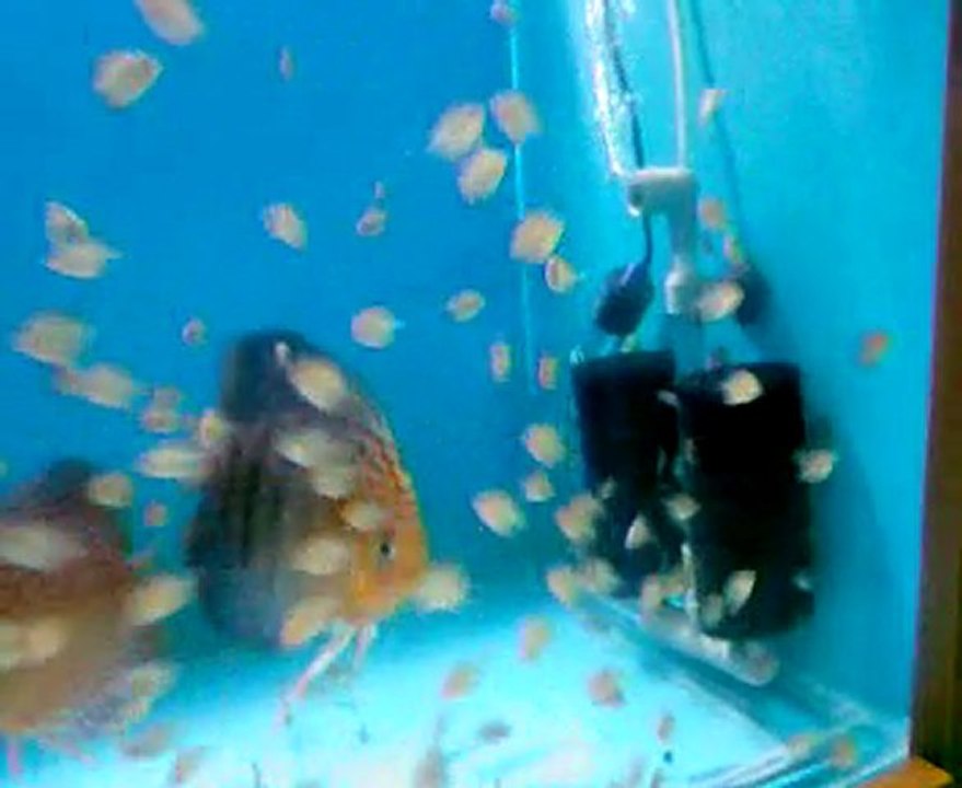 red spotted green discus yavruları 22 günlük